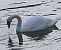 Cigno reale (Cygnus olor) © Angelo Pasqua