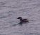 Svasso collorosso (Podiceps grisegena) © Angelo Pasqua