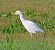 Airone guardabuoi (Ardea ibis) © Angelo Pasqua