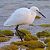 Garzetta (Egretta garzetta) © Angelo Pasqua