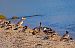 Smergo maggiore (Mergus merganser) © Angelo Pasqua