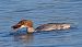 Harle bièvre (Mergus merganser) © Angelo Pasqua