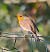 Pettirosso (Erithacus rubecula) © Angelo Pasqua