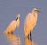 Airone bianco (Ardea alba) © Angelo Pasqua