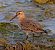Piovanello pancianera (Calidris alpina) © Angelo Pasqua