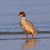 Smergo maggiore (Mergus merganser) © Angelo Pasqua