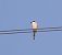 Great Grey Shrike (Lanius excubitor) © Angelo Pasqua