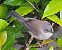 Sardinian Warbler (Curruca melanocephala) © Angelo Pasqua