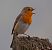 European Robin (Erithacus rubecula) © Angelo Pasqua