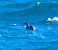 Svasso collorosso (Podiceps grisegena) © Angelo Pasqua
