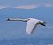 Cigno reale (Cygnus olor) © Angelo Pasqua