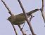 Luì piccolo (Phylloscopus collybita) © Angelo Pasqua