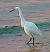 Garzetta (Egretta garzetta) © Angelo Pasqua