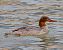 Smergo maggiore (Mergus merganser) © Angelo Pasqua