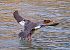 Smergo maggiore (Mergus merganser) © Angelo Pasqua