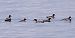 Smergo maggiore (Mergus merganser) © Angelo Pasqua
