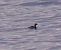 Svasso collorosso (Podiceps grisegena) © Angelo Pasqua