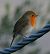 Pettirosso (Erithacus rubecula) © Angelo Pasqua