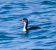 Svasso collorosso (Podiceps grisegena) © Angelo Pasqua