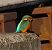 Martin pescatore (Alcedo atthis) © Angelo Pasqua