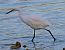 Garzetta (Egretta garzetta) © Angelo Pasqua