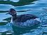 Svasso piccolo (Podiceps nigricollis) © Angelo Pasqua