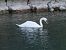 Cigno reale (Cygnus olor) © Angelo Pasqua