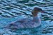 Smergo maggiore (Mergus merganser) © Angelo Pasqua