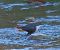 Merlo acquaiolo (Cinclus cinclus) © Angelo Pasqua