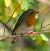 Pettirosso (Erithacus rubecula) © Angelo Pasqua
