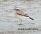 Monachella del deserto  - Anonimo