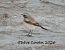 Monachella del deserto (Oenanthe deserti) Anonimo
