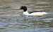 Smergo maggiore (Mergus merganser) © Roberto Boscaini