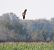 Aquila anatraia maggiore (Clanga clanga) © Roberto Boscaini