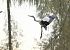 Airone cenerino (Ardea cinerea) © Luigi Gennari