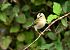 Fiorrancino (Regulus ignicapilla) © Luigi Gennari