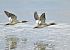 Smergo maggiore (Mergus merganser) © Luigi Gennari
