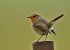 Pettirosso (Erithacus rubecula) © Luigi Gennari