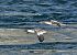 Smergo maggiore (Mergus merganser) © Luigi Gennari