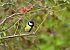 Cinciallegra (Parus major) © Luigi Gennari