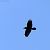 Corvo imperiale (Corvus corax) © Gaspare Adinolfi