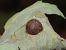 Ciliella ciliata © Mirko Tomasi