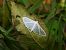 Palpita vitrealis © Mirko Tomasi
