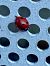 Coccinella septempunctata © Maria Rita Gelso