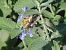 Pyrausta aurata  - Maria Rita Gelso