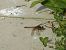 Sympetrum striolatum © Maria Rita Gelso