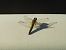 Crocothemis erythraea © Maria Rita Gelso