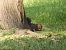 Scoiattolo grigio (Sciurus carolinensis) © Maria Rita Gelso