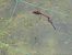 Sympetrum striolatum  - Maria Rita Gelso