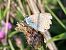 Polyommatus icarius # * © Maria Rita Gelso